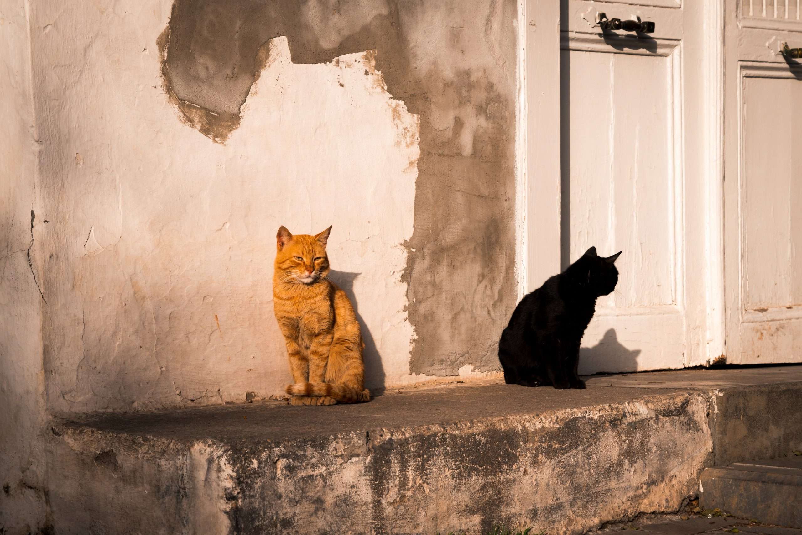 Dos gatos aesthetic